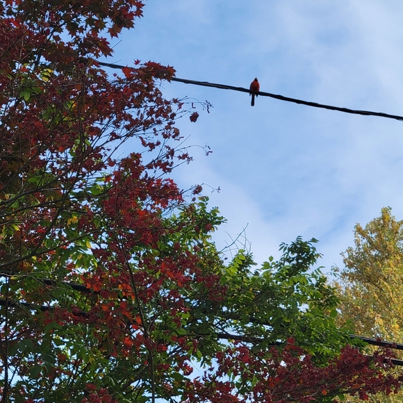 Burberry style warm can touch screen gloves, LV wallet and small bag for watch - Picture 3 of 6